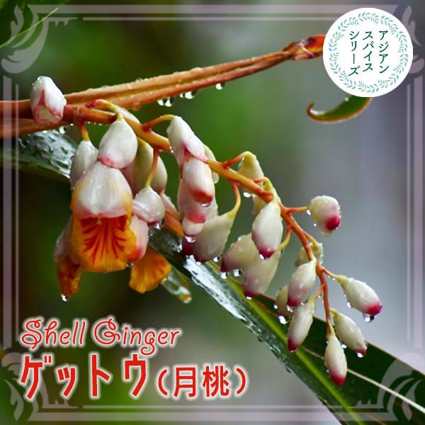 月桃 げっとう 4号鉢 ゲットウ シェルジンジャー サニン サンニン アジアンハーブ 虫除け 113 Gettou Shellginger 渋谷園芸 植木鉢屋 通販 Yahoo ショッピング