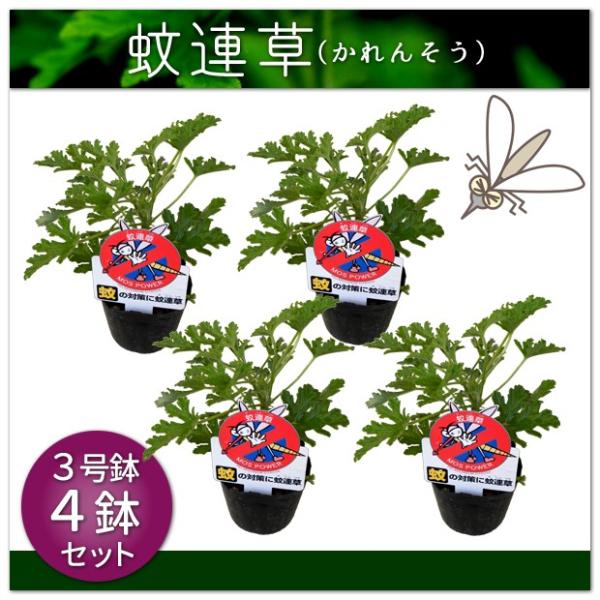 虫よけ 草 総合 Favofavoitems