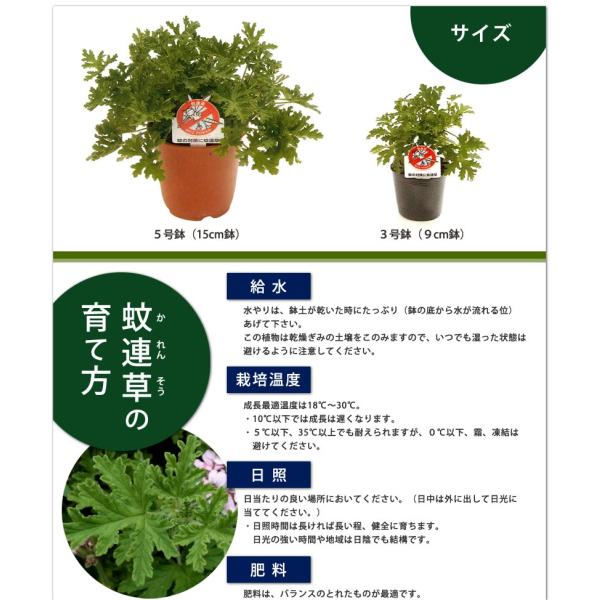 虫よけハーブ苗 蚊連草 カレンソウ 3号ポット 1鉢 蚊が嫌う香り成分 ハーブの香りでやさしく虫よけ ハーブゼラニウム 非耐寒性 ベランダ Buyee Buyee Japanese Proxy Service Buy From Japan Bot Online