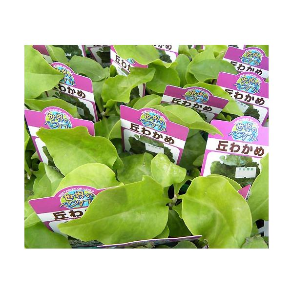 ④「 おかわかめ 」の 苗 3株【 野菜 苗 】 オカワカメ 雲南百薬