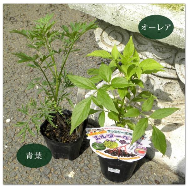エルダーベリーの苗木 エルダー エルダーフラワー Elderberry 3 5号ポット Buyee Buyee Japanese Proxy Service Buy From Japan Bot Online