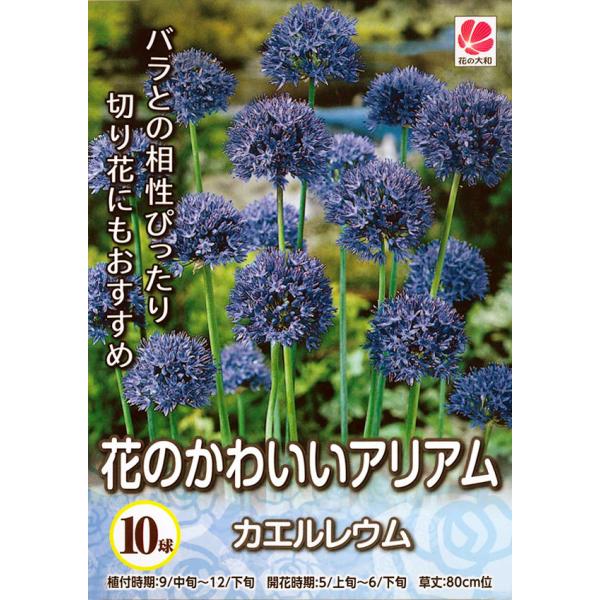 アリウム アリューム アリアム 球根 花のかわいいアリウム カエルレウム 青色 10球絵袋入り 花壇 切り花 ドライフラワー 花の大和 第四種郵便対応 72 Allium Caeruleum 10 渋谷園芸 植木鉢屋 通販 Yahoo ショッピング