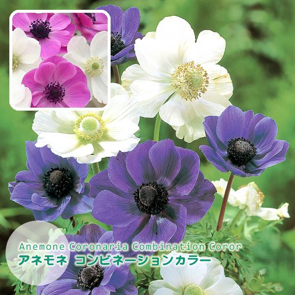 アネモネ球根 コンビネーションカラー デカン咲 絵袋20球入 ピンク ホワイト パープル ホワイト レッド ホワイト 秋植え球根 第四種郵便対応 72 Bulb Ka Anemone Decaen Combi 渋谷園芸 植木鉢屋 通販 Yahoo ショッピング