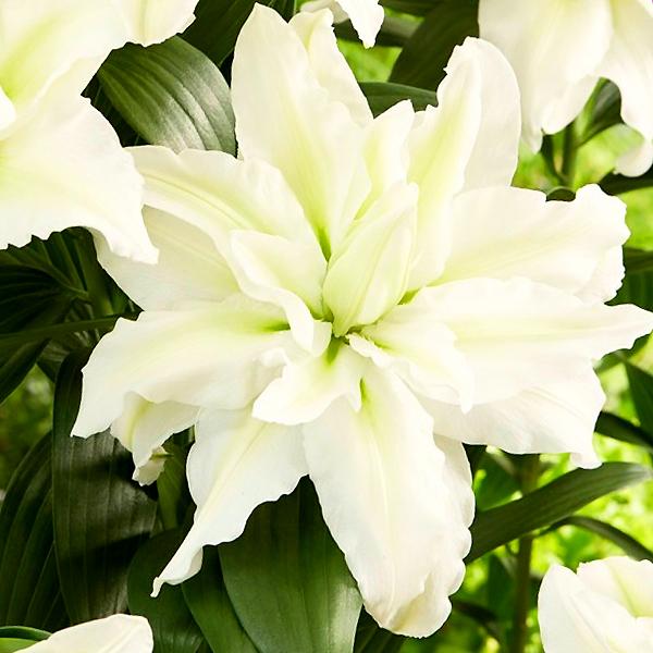 ユリ 球根 アイシャ 白 1球絵袋入り 八重咲き オリエンタル J Garden 秋植え球根 第四種郵便対応 72 Bulb Ka Lilium Aisya 渋谷園芸 植木鉢屋 通販 Yahoo ショッピング