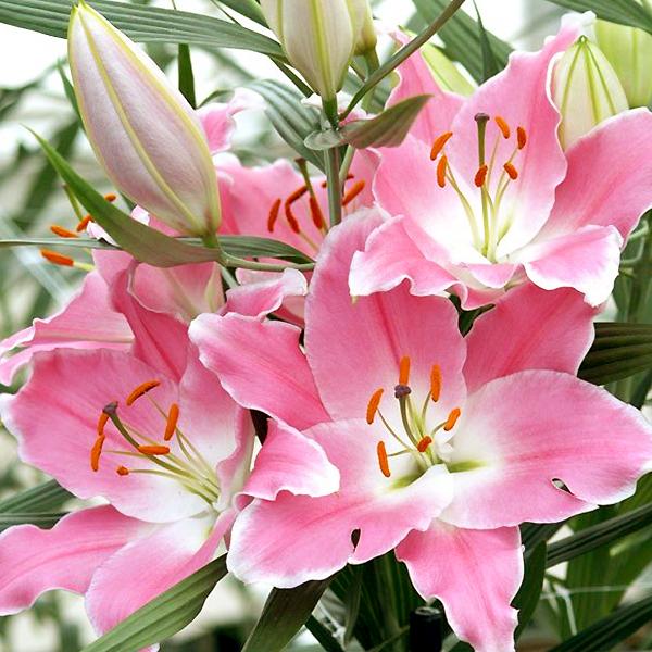 ユリ 球根 クイーンフィッシュ ピンク 桃色 1球絵袋入り オリエンタル ハイブリッドリリー J Garden 秋植え球根 第四種郵便対応 72 Bulb Ka Lilium Queenfish 渋谷園芸 植木鉢屋 通販 Yahoo ショッピング