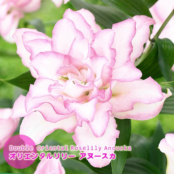 ユリ 球根 アヌースカ 白 桃色 1球絵袋入り 八重咲き オリエンタル ハイブリッドリリー J Garden 秋植え球根 第四種郵便対応 72 Bulb Ka Lilium Rl Anouska 渋谷園芸 植木鉢屋 通販 Yahoo ショッピング