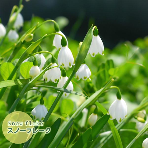 水仙 スイセン 球根 スノーフレーク 白 3球入り スズラン水仙 鈴蘭水仙 秋植え球根 第四種郵便対応 72 Bulb Ka Narcissus Snowflake 渋谷園芸 植木鉢屋 通販 Yahoo ショッピング