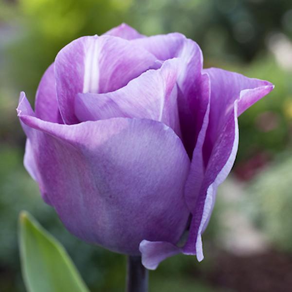 チューリップ 球根 カレイ 白 紫色 5球絵袋入り 秋植え球根 トライアンフ 花のある暮らし サカタのタネ 第四種郵便対応 72 Bulb Sa Carre 渋谷園芸 植木鉢屋 通販 Yahoo ショッピング