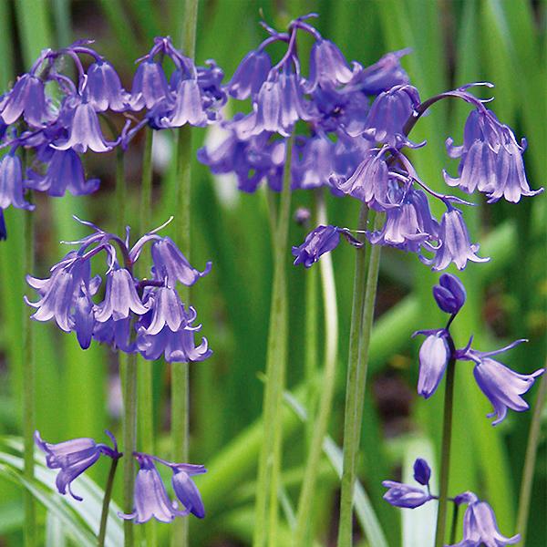 球根つりがねそう 球根 イングリッシュブルーベル 青紫 4球絵袋入り シラー 原種 野放し 秋植え球根 花壇 サカタのタネ 第四種郵便対応 72 Bulb Sa Scilla Bluebell 渋谷園芸 植木鉢屋 通販 Yahoo ショッピング