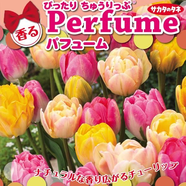 八重咲きチューリップ球根 パフューム ぴったりちゅうりっぷ 芳香 絵袋8球入り 咲く時期 草丈が揃うセット サカタのタネ 秋植え 第四種郵便対応 72 Bulb Sa Tulipa Perfume 渋谷園芸 植木鉢屋 通販 Yahoo ショッピング