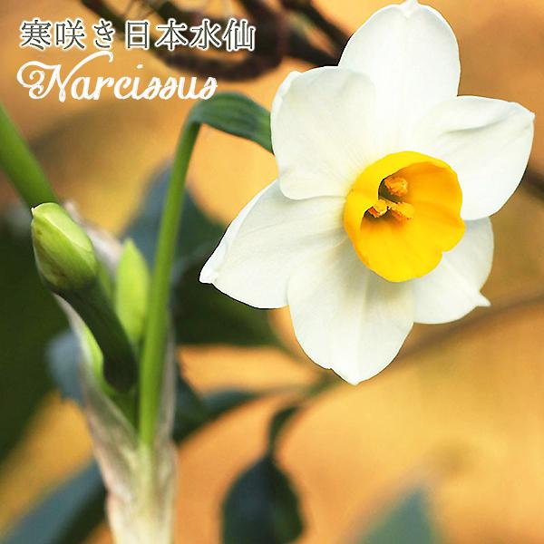 スイセン 球根 寒咲き日本水仙 3球セット 秋植え球根 房咲き 芳香 雪中花 ホワイト 切り花 かわいい 第四種郵便可 72 Bulb Suwa Narcissus K Nihon3 渋谷園芸 植木鉢屋 通販 Yahoo ショッピング