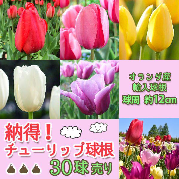 納得 チューリップ 球根30球セット 標準サイズ チューリップ球根 学校教材や花壇に 球周12cm オランダ産 定番 宅配便のみ 72 Bulb Suwa Tulip Small30 渋谷園芸 植木鉢屋 通販 Yahoo ショッピング