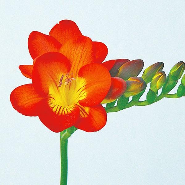 フリージア球根 レッドリバー 赤 絵袋5球入り 一重咲き タキイ種苗 切り花 秋植え 第四種郵便対応 72 Bulb Ta Freesia Redriver 渋谷園芸 植木鉢屋 通販 Yahoo ショッピング