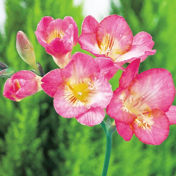 フリージア球根 サンドラ 桃 絵袋5球入り 一重咲き タキイ種苗 切り花 秋植え 第四種郵便対応 72 Bulb Ta Freesia Sandra 渋谷園芸 植木鉢屋 通販 Yahoo ショッピング