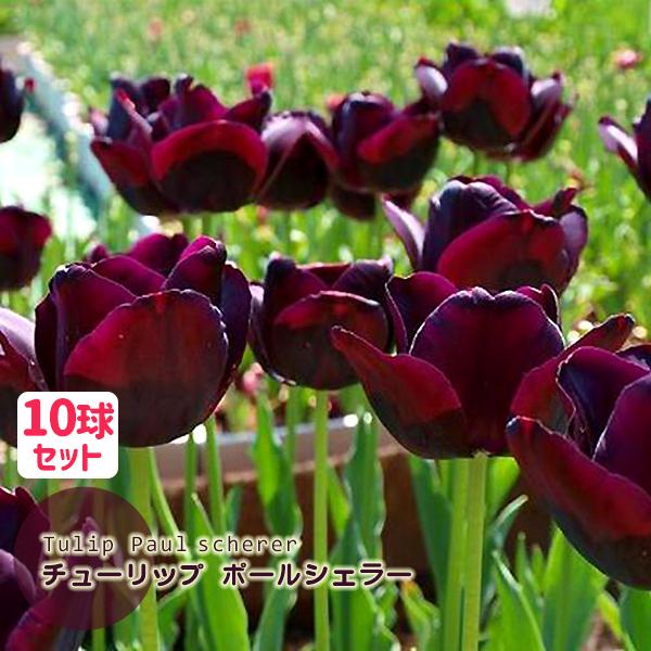 チューリップ 球根 ポールシェラー 黒色 濃紫色 10球セット 秋植え球根 花グルメ 花壇 ダークカラー 挿し色 第四種郵便対応 72 Bulb Tulip Paul Scherer10 渋谷園芸 植木鉢屋 通販 Yahoo ショッピング