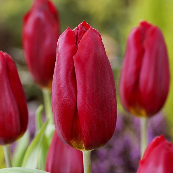 チューリップ 球根 ストロングラブ 紅赤色 10球セット 秋植え球根 花グルメ 花壇 くすみカラー 挿し色 第四種郵便対応 72 Bulb Tulip Stronglove10 渋谷園芸 植木鉢屋 通販 Yahoo ショッピング
