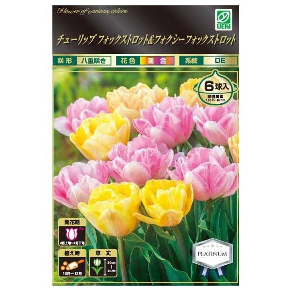 チューリップ球根 フォックストロット 桃 フォクシーフォックストロット アプリコット 八重咲き 花壇 切り花 絵袋6球入り 第四種郵便対応 72 Bulb Ueki Tulip Foxtandfoxyt 渋谷園芸 植木鉢屋 通販 Yahoo ショッピング
