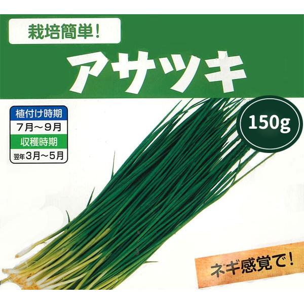 野菜球根 あさつき アサツキ 約150g入 家庭菜園 コンテナ栽培に 夏 秋植え球根 第四種郵便発送可 72 Bulb Yasai Koka Asatsuki 渋谷園芸 植木鉢屋 通販 Yahoo ショッピング