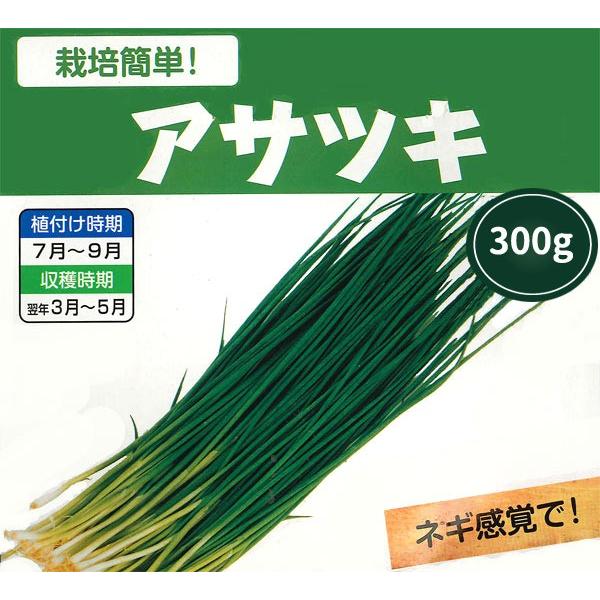 野菜球根 あさつき アサツキ 約300g入 家庭菜園 コンテナ栽培に 夏 秋植え球根 第四種郵便発送可 72 Bulb Yasai Koka Asatsuki 300 渋谷園芸 植木鉢屋 通販 Yahoo ショッピング