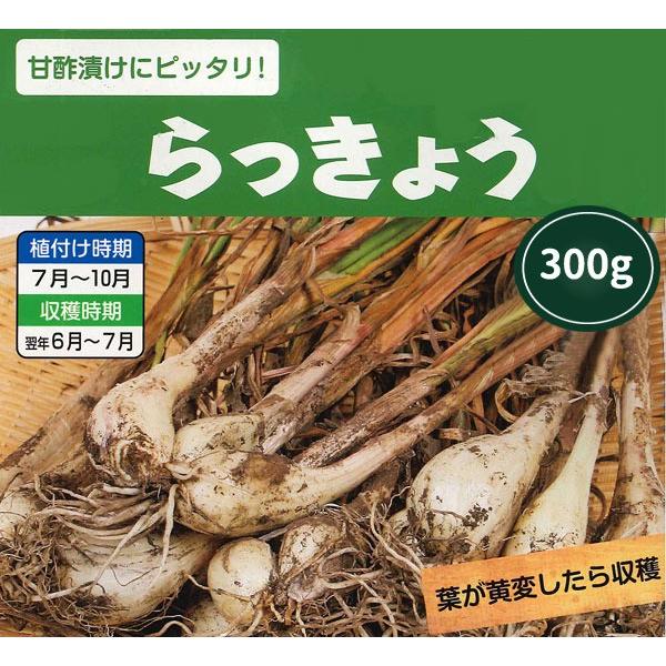 野菜球根 らっきょう 夏 秋植え球根 約300g入 家庭菜園 コンテナ栽培に 秋植え野菜 第四種郵便発送可 72 Bulb Yasai Koka Shallots 300 渋谷園芸 植木鉢屋 通販 Yahoo ショッピング