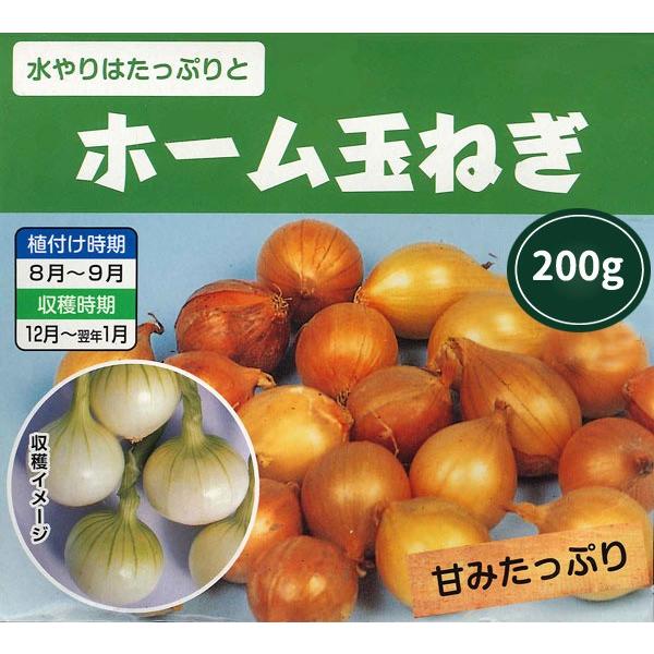 野菜球根 ホーム玉ねぎ 約0g入 家庭菜園 コンテナ栽培に 夏 秋植え球根 第四種郵便発送可 72 Bulb Yasai Koka Tamanegi 0 渋谷園芸 植木鉢屋 通販 Yahoo ショッピング