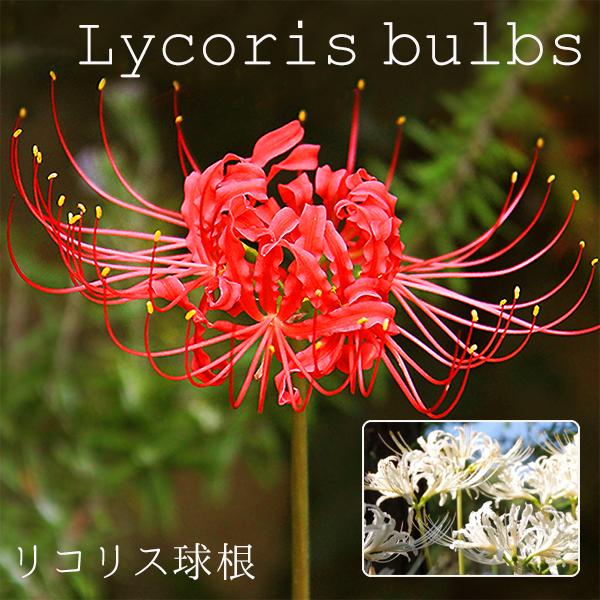 ヒガンバナ リコリス 絵袋入り球根 球根 ラジアータ 赤 アルビフローラ白 夏植え秋咲き 曼珠沙華 切り花 珍花 J Garden 第四種郵便可 72 Kaneko Llycoris Redwhite 渋谷園芸 植木鉢屋 通販 Yahoo ショッピング
