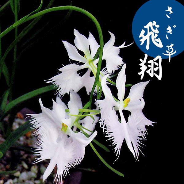 さぎ草 飛翔 獅子咲 ミニ蘭球根 絵袋3球入り J Garden カネコ種苗 春植え球根 サギラン サギソウ 鷺草 第四種便対応 72 Kaneko Sagui Hisyo 渋谷園芸 植木鉢屋 通販 Yahoo ショッピング