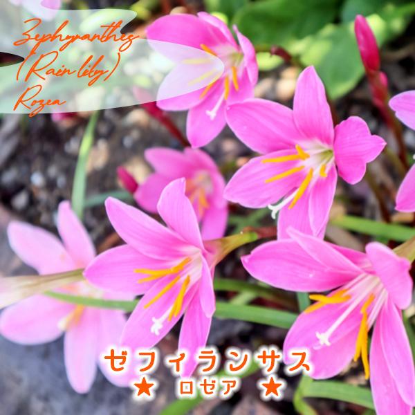 ゼフィランサス球根 ロゼア 濃桃 絵袋10球入り J Garden カネコ種苗 春植え球根 レインリリー ヒガンバナ科 多年草 第四種便対応 Buyee Buyee 提供一站式最全面最專業現地yahoo Japan拍賣代bid代拍代購服務 Bot Online
