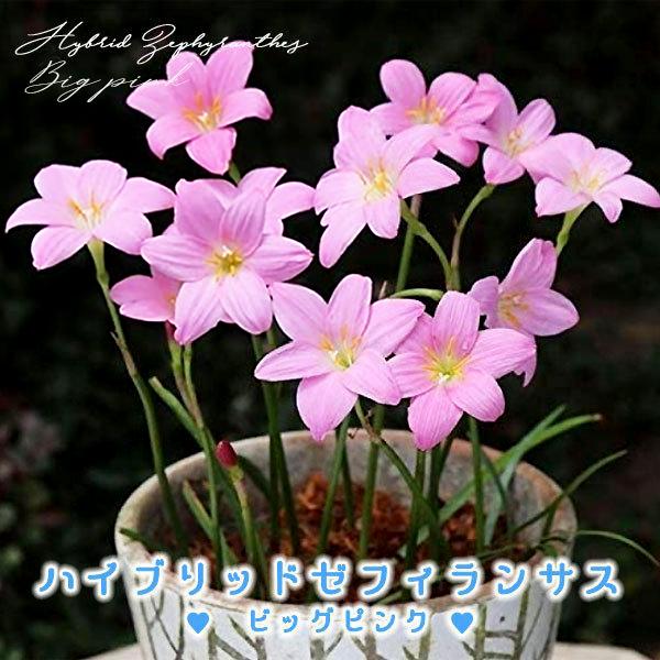 ハイブリッドゼフィランサス球根 ビッグピンク 桃 絵袋5球入り J Garden カネコ種苗 春植え球根 レインリリー ヒガンバナ科 第四種便対応 72 Kaneko Zephyranth Hybrid Bp 渋谷園芸 植木鉢屋 通販 Yahoo ショッピング