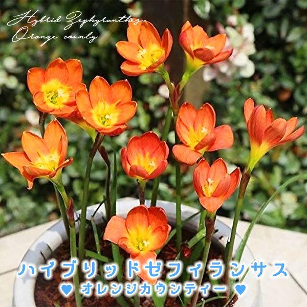 ハイブリッドゼフィランサス球根 オレンジカウンティー 橙 絵袋5球入り J Garden カネコ種苗 春植え球根 レインリリー ヒガンバナ科 第四種便対応 Buyee Buyee บร การต วกลางจากญ ป น ซ อจากประเทศญ ป น