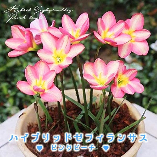 ハイブリッドゼフィランサス球根 ピンクビーチ 桃 黄 絵袋5球入り J Garden カネコ種苗 春植え球根 レインリリー ヒガンバナ科 第四種便対応 Buyee Servicio De Proxy Japones Buyee Compra En Japon