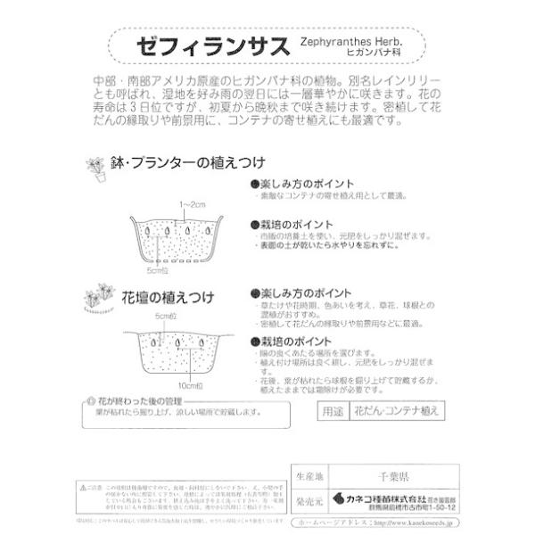 ハイブリッドゼフィランサス球根 ピンクビーチ 桃 黄 絵袋5球入り J Garden カネコ種苗 春植え球根 レインリリー ヒガンバナ科 第四種便対応 Buyee Buyee 提供一站式最全面最專業現地yahoo Japan拍賣代bid代拍代購服務 Bot Online
