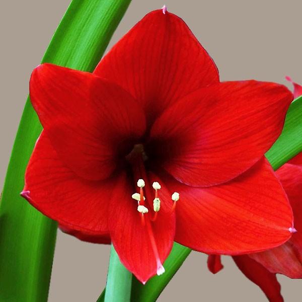 アマリリス球根 レッドライオン 濃赤 一重咲き ポット1球入り オランダ産 芳樹園 セラアート鉢 ギフト 72 Pot Amaryllis Single Redlion 渋谷園芸 植木鉢屋 通販 Yahoo ショッピング