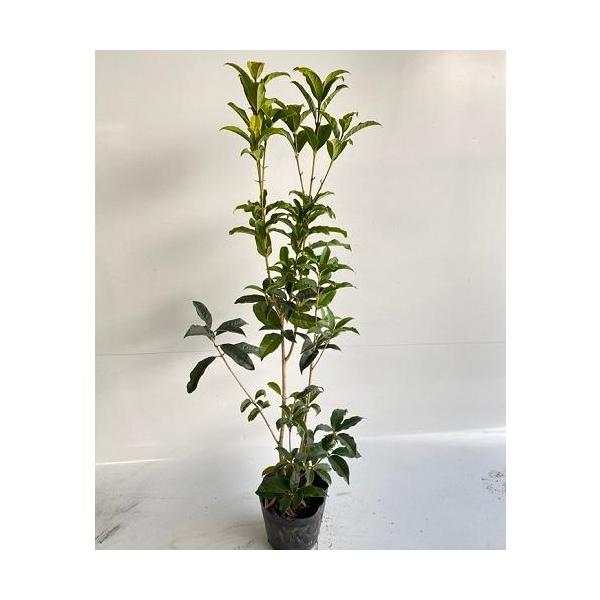 キンモクセイ 樹高0.5m前後 15cmポット 40本セットの魅力