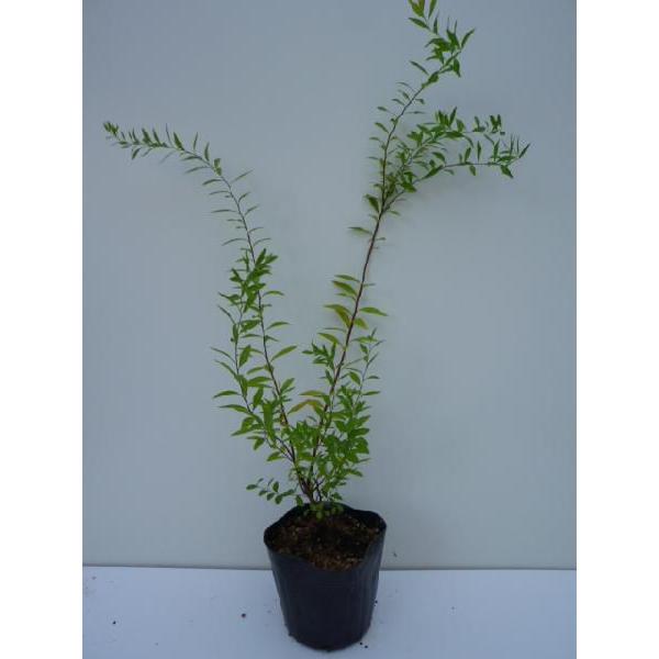 ユキヤナギ 樹高0 2m前後 10 5cmポット 単 品 販売 苗 植木 苗木 庭木 垣根 生垣 生け垣 生垣用 目隠し 木 7212 植木業販 通販 Yahoo ショッピング