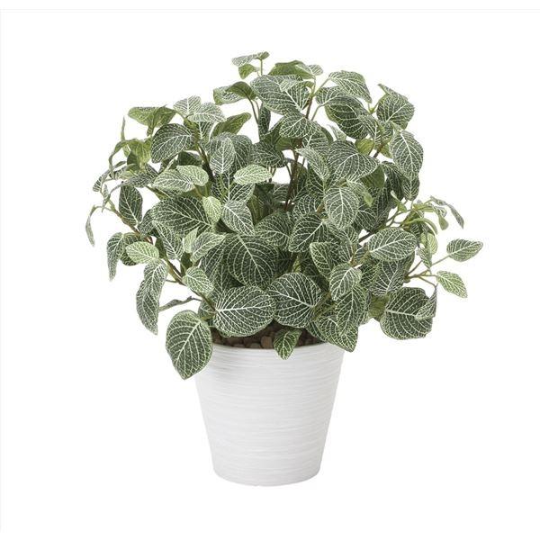 観葉植物 フェイクグリーン フィットニア M 日本製 光触媒 消臭 抗菌 ホルムアルデヒド対策 光の楽園 リビング 代引不可 Winestyles Jp