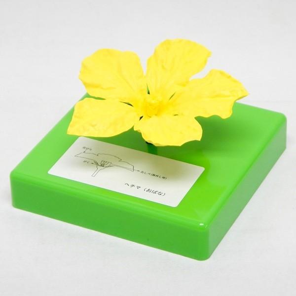 花の構造模型 ヘチマ 雄花 Nrzr4drjkq 上野科学社ヤフーショッピング店 通販 Yahoo ショッピング