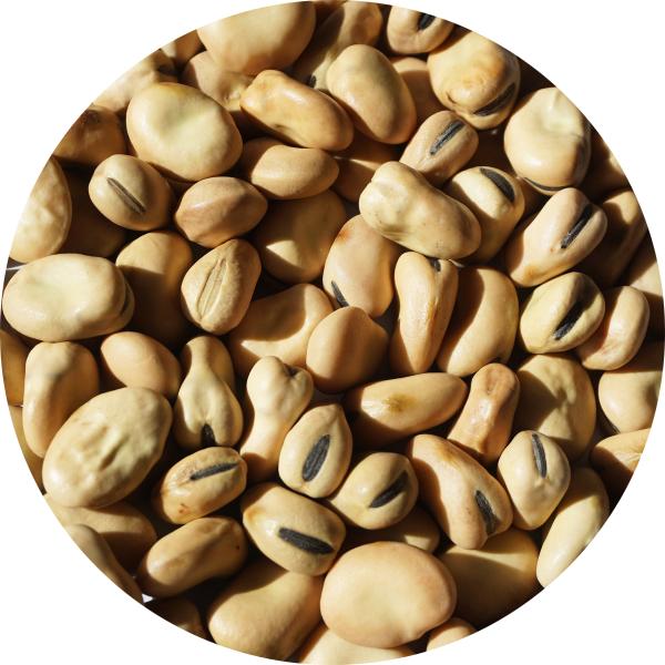 フール フール豆 500g そら豆 ソラマメ 空豆 天豆 そらまめ ful medames 張家口 蚕豆 fava beans ful beans Broad bean　ファヴァビーンズ