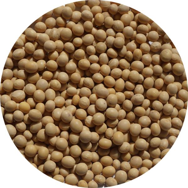 大豆 カナダ産 大豆 10kg アメ横 大津屋 soybean ダイズ だいず 豆 輸入豆