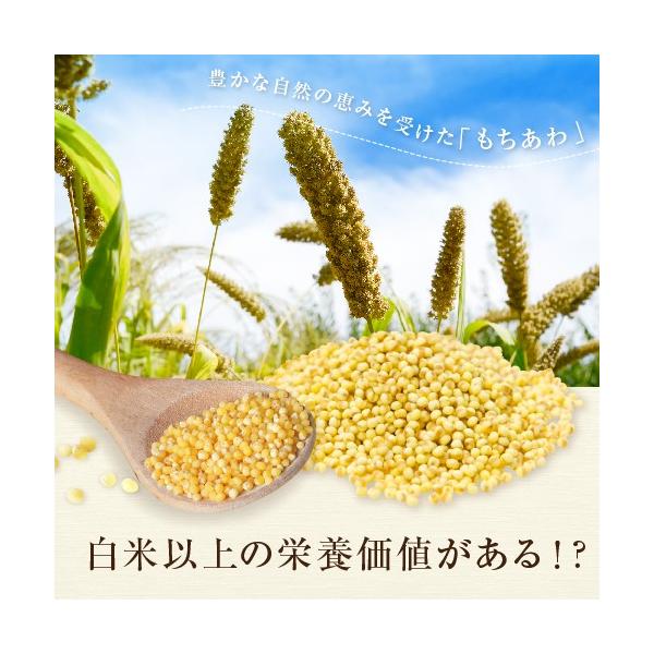 うるちあわ 10kg アワ 粟 あわ アワ foxtail millet bengal grass 穀物 雑穀米