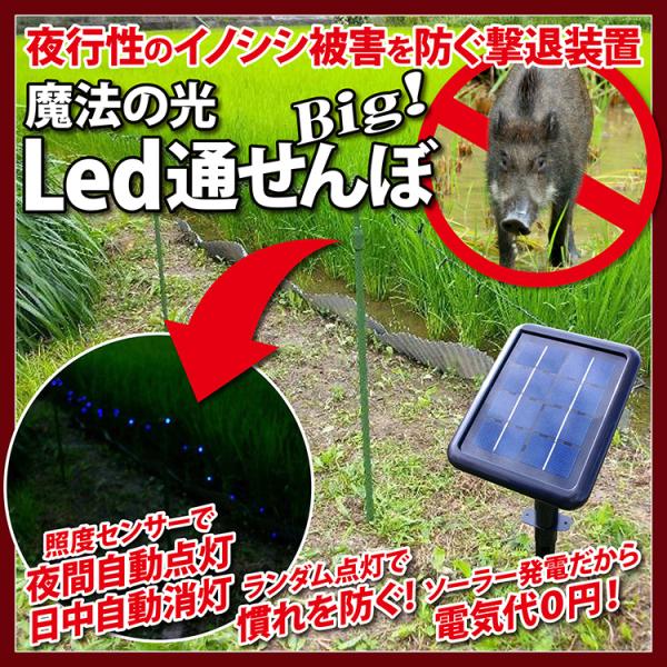 イノシシ避けに効果あり。イノシシ対策。LED通せんぼ。 楽天市場】欠品｜いのしし 猪 猪よけ イノシシ 対策 害獣 撃退
