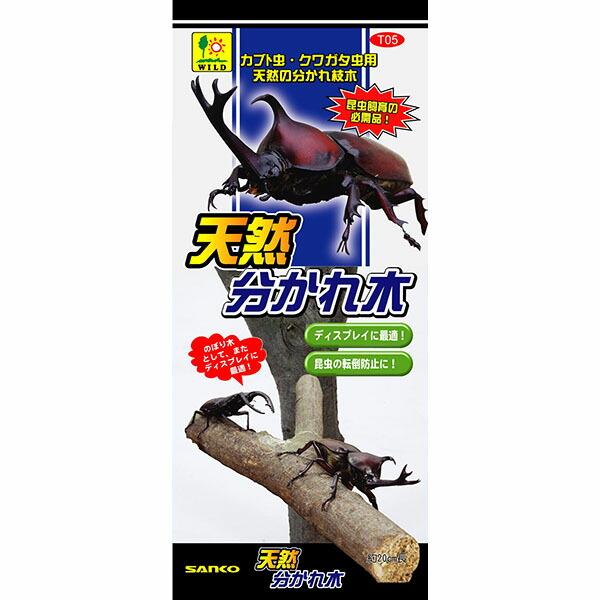 【3個セット】 三晃商会  天然 分かれ木