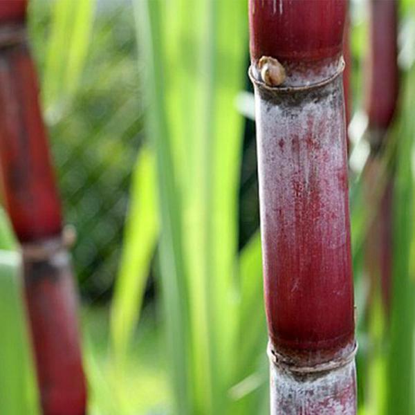 ultramix_3174660118805_2_d_20260220180004