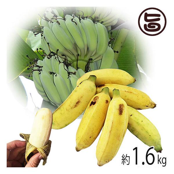 今が旬 沖縄県産 銀バナナ 約1.6kg Banana Party 甘みが強くほどよい酸味 自然本来の味の無農薬国産バナナ 送料無料  :BNNP-GNBNN-0000-NM-020:旨いもんハンター - 通販 - Yahoo!ショッピング