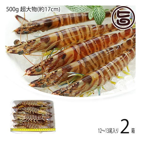 }Ⓚ XY Ԃ  500g 啨(17cm) 12`13×2P X{B