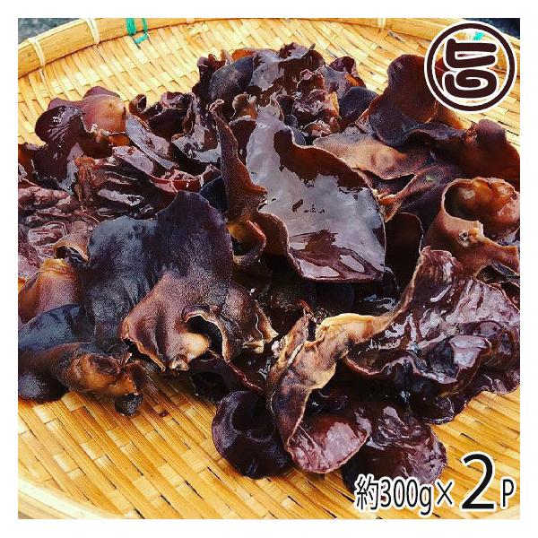 国産 生 キクラゲの人気商品・通販・価格比較 - 価格.com 国産 生 キクラゲの人気商品・通販・価格比較 - 価格.com