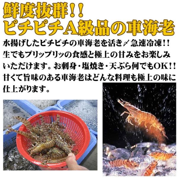 ぷりぷり食感の甘い車海老流水で簡単解凍お刺身 お寿司に車海老活き〆急速冷凍久米島の車えび500g 大 24尾 1p 沖縄人気車 えび送料無料 代購幫