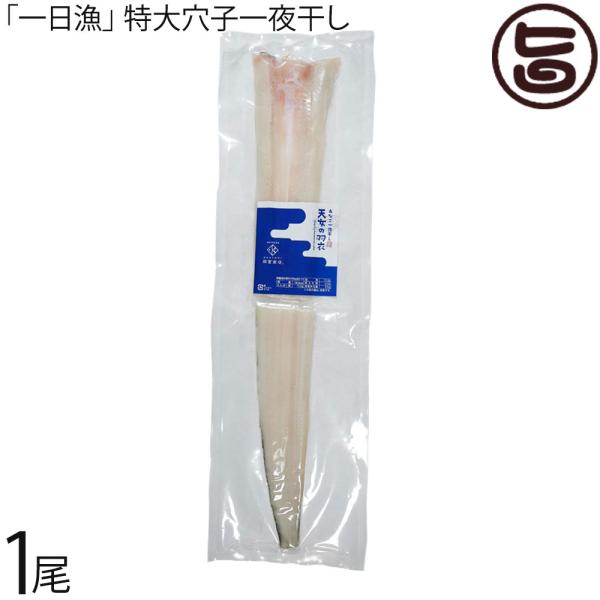 岡富商店 一日漁 特大穴子一夜干１尾 特厚特大 島根県 土産 島根県大田市 水揚げ 真あなご アナゴ 深層海水の天日塩使用 条件付き送料無料
