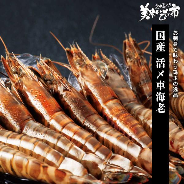 国産 活〆車海老 / とれたて 美味いもの市