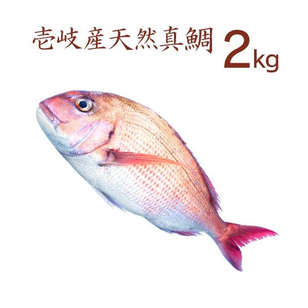 H長崎 壱岐産 天然 真鯛 2kg 送料込 鮮魚 下処理代無料 Creyman Com